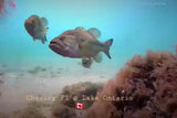 Chasing Underwater Drone - F1 Old Style Retail Package (New)